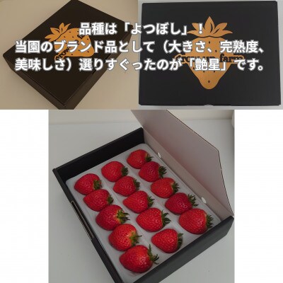 Enseisei (Strawberry) | Gift (Box)