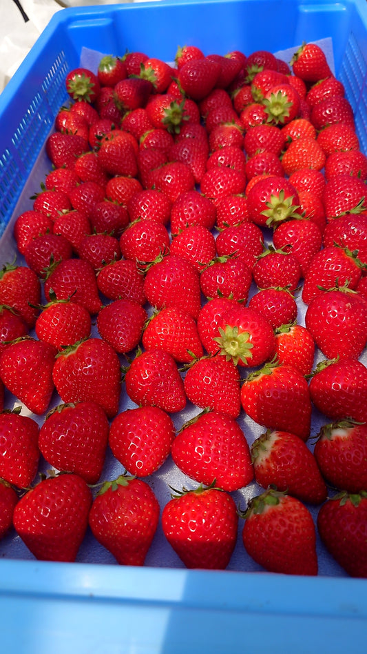 Enseisei (Strawberry) | Sold in packs