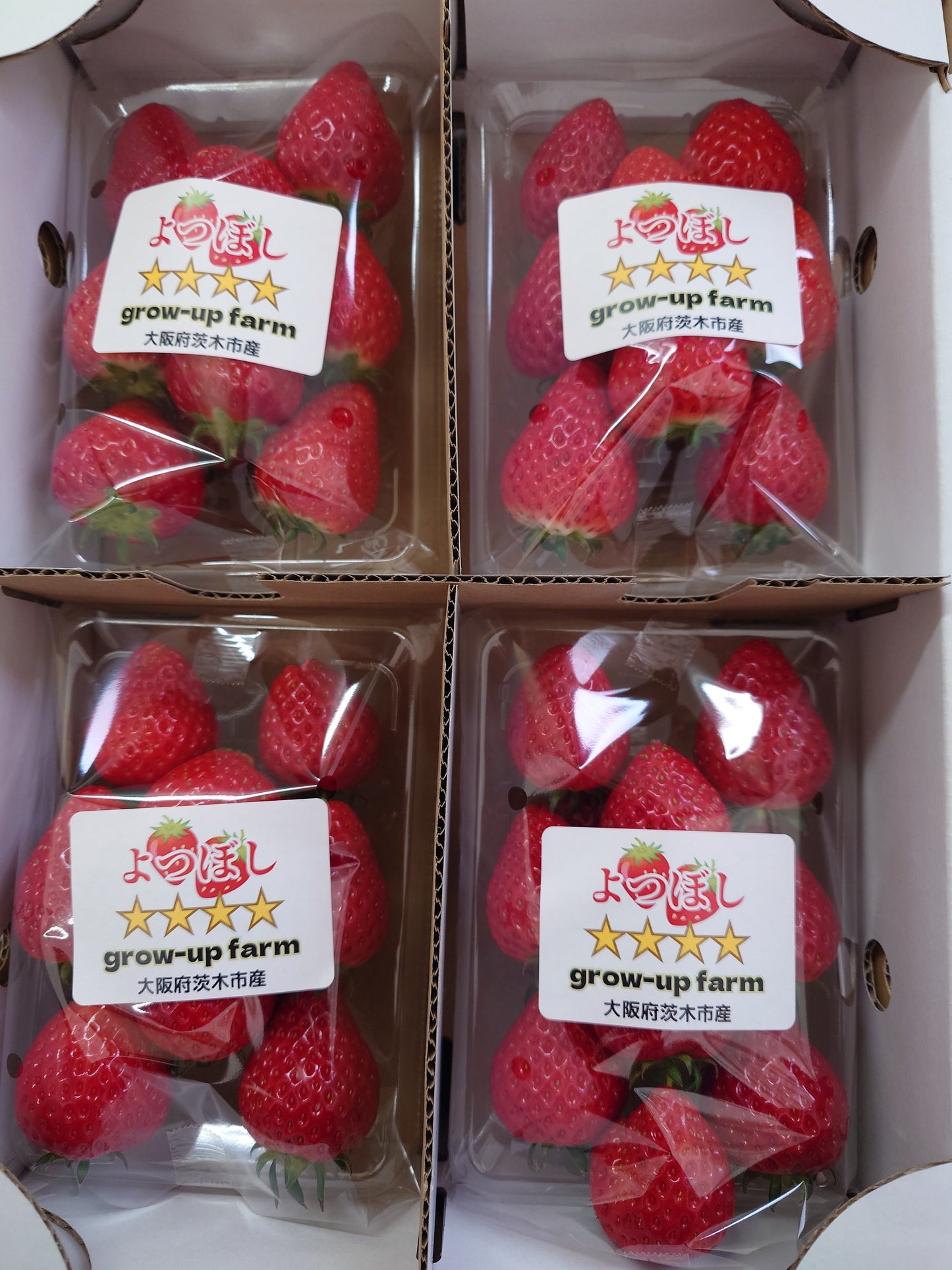 大阪府茨木市産「よつぼしいちご」艶星|パック売り