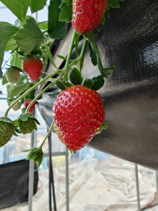 2026年2月のいちごの生育状況について