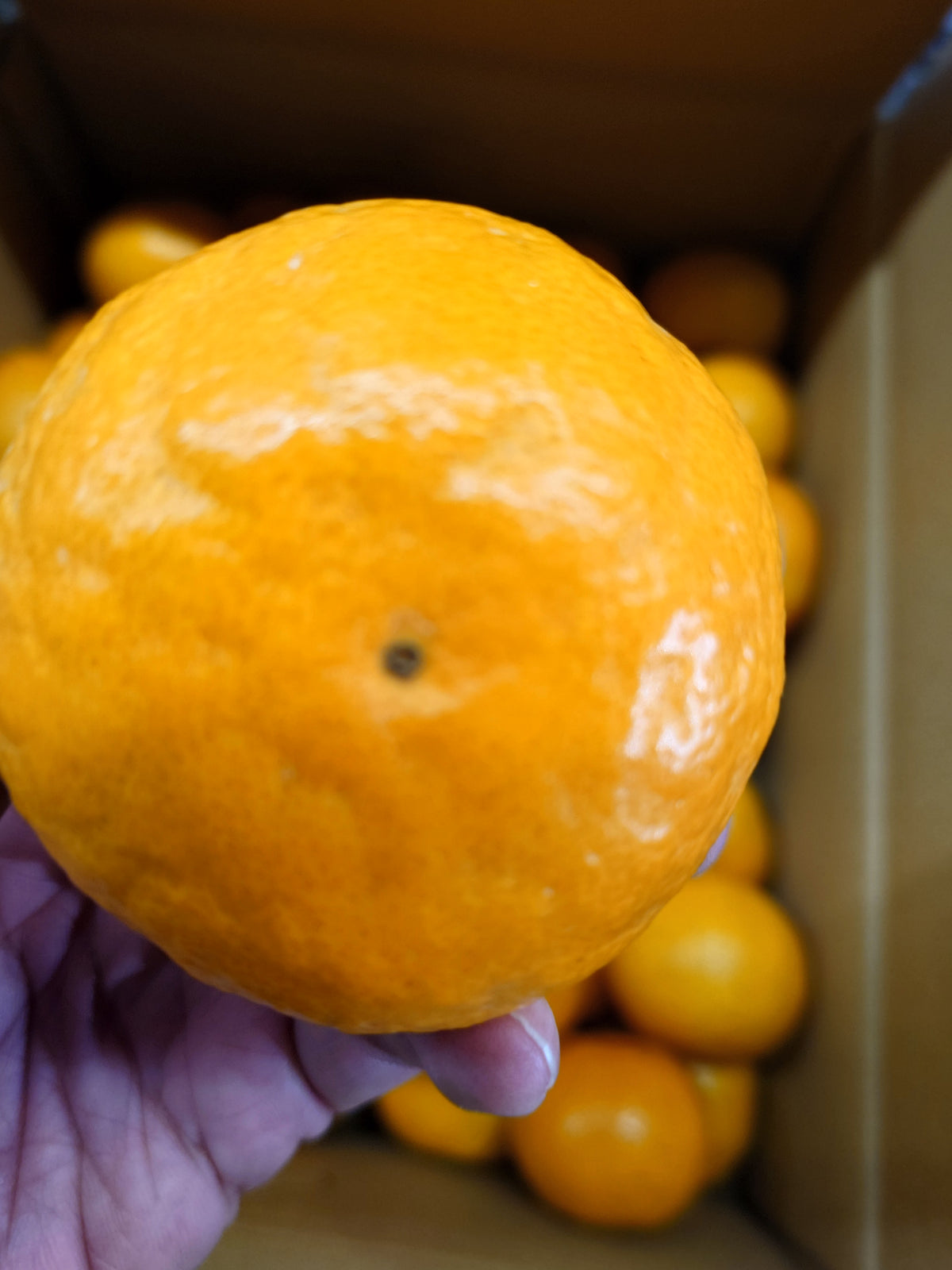How to tell if a mandarin orange is delicious – Grow-up Farm