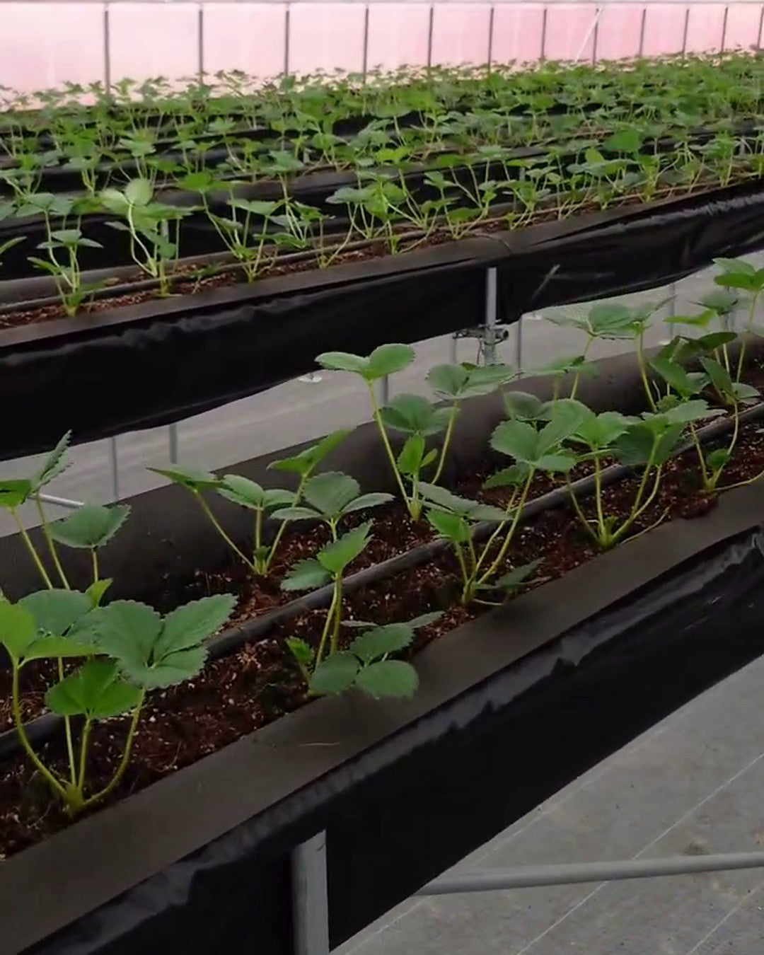 旧ハウスと新ハウスで、いちごの定植を始めました｜Grow-up Farm 2026年9月の栽培記録