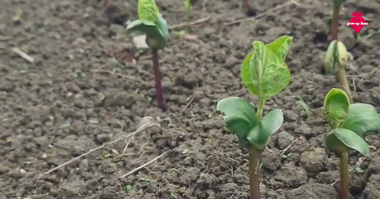 黒豆栽培が始まりました｜種まきから発芽まで｜Grow-up Farm