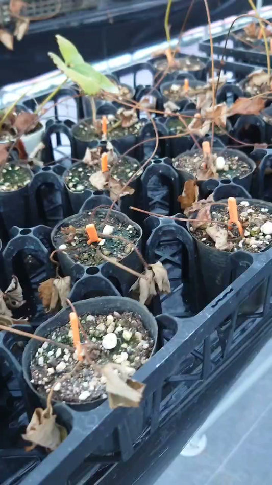 苗を枯らした失敗から、9月の植え付けへ｜Grow-up Farm 2026年8月の栽培記録