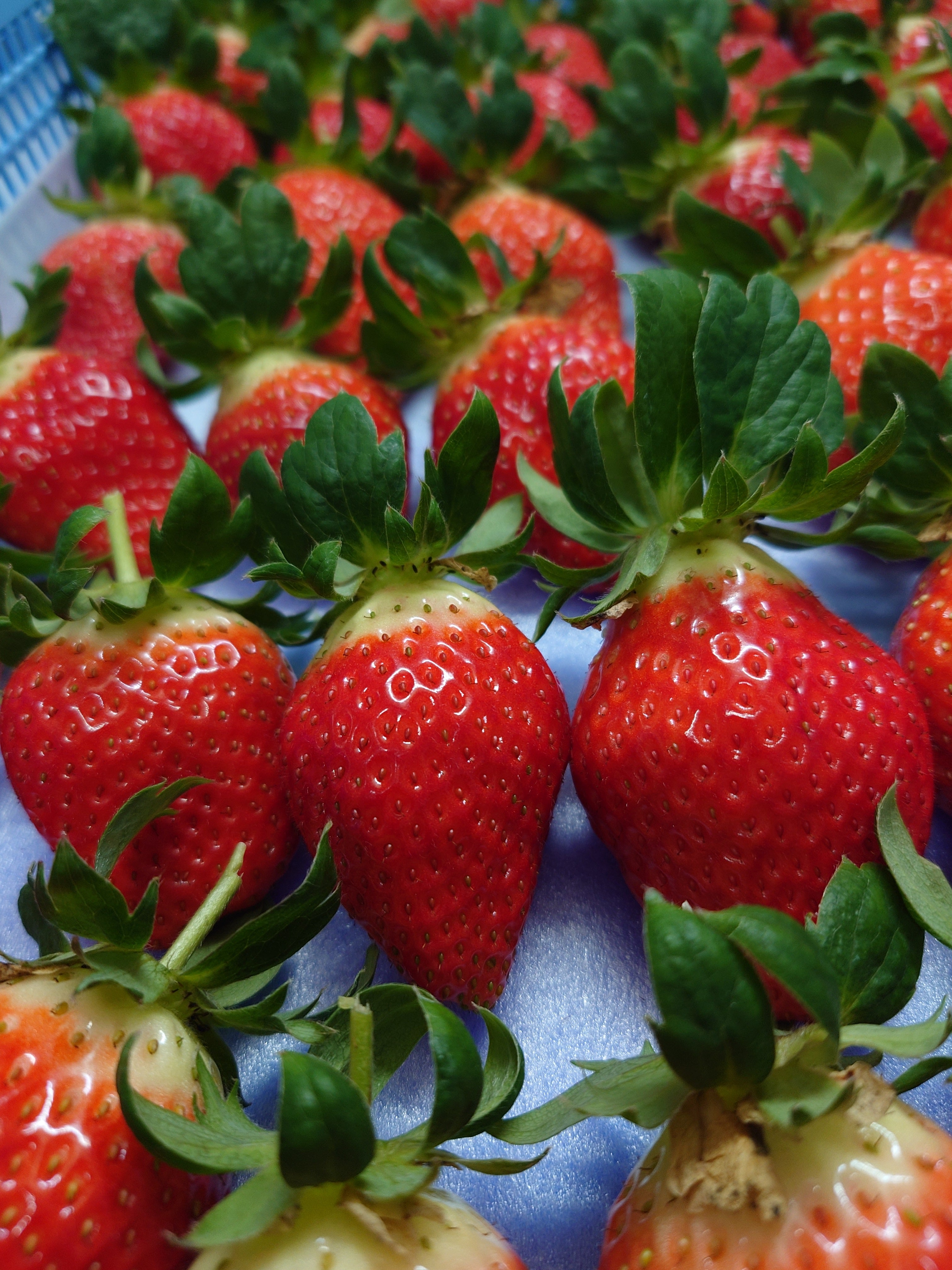 よつぼし（イチゴ）｜4パック入り – Grow-up Farm