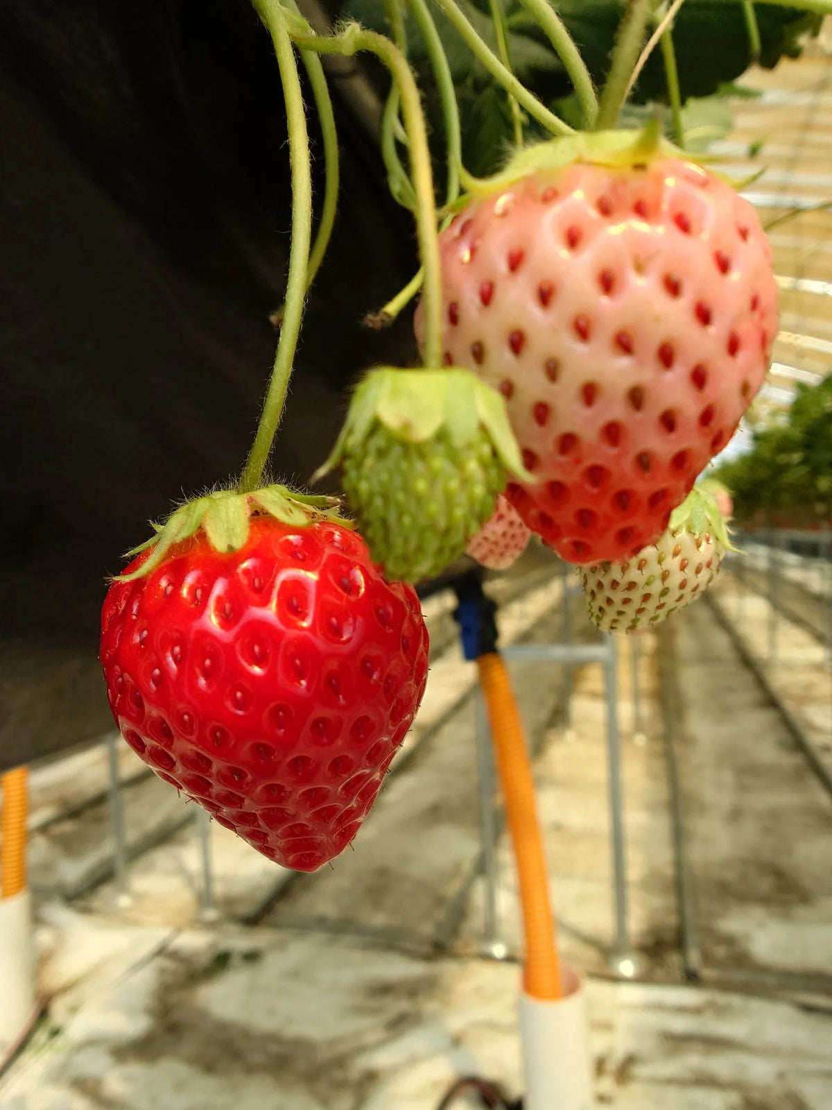 赤く熟したいちごと、まだ白い熟す前のいちごが並んで実っている様子