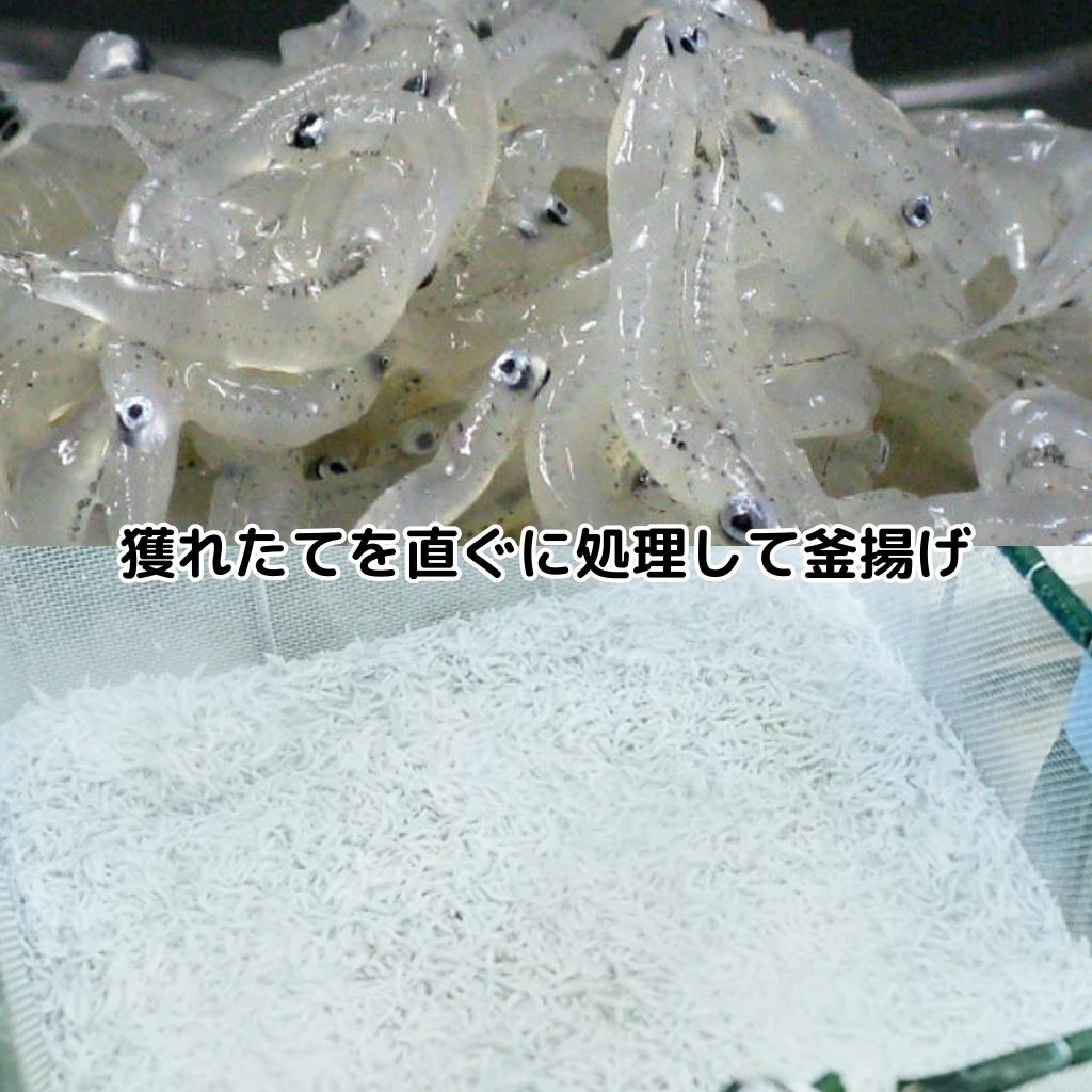 銀魚（1公斤） 