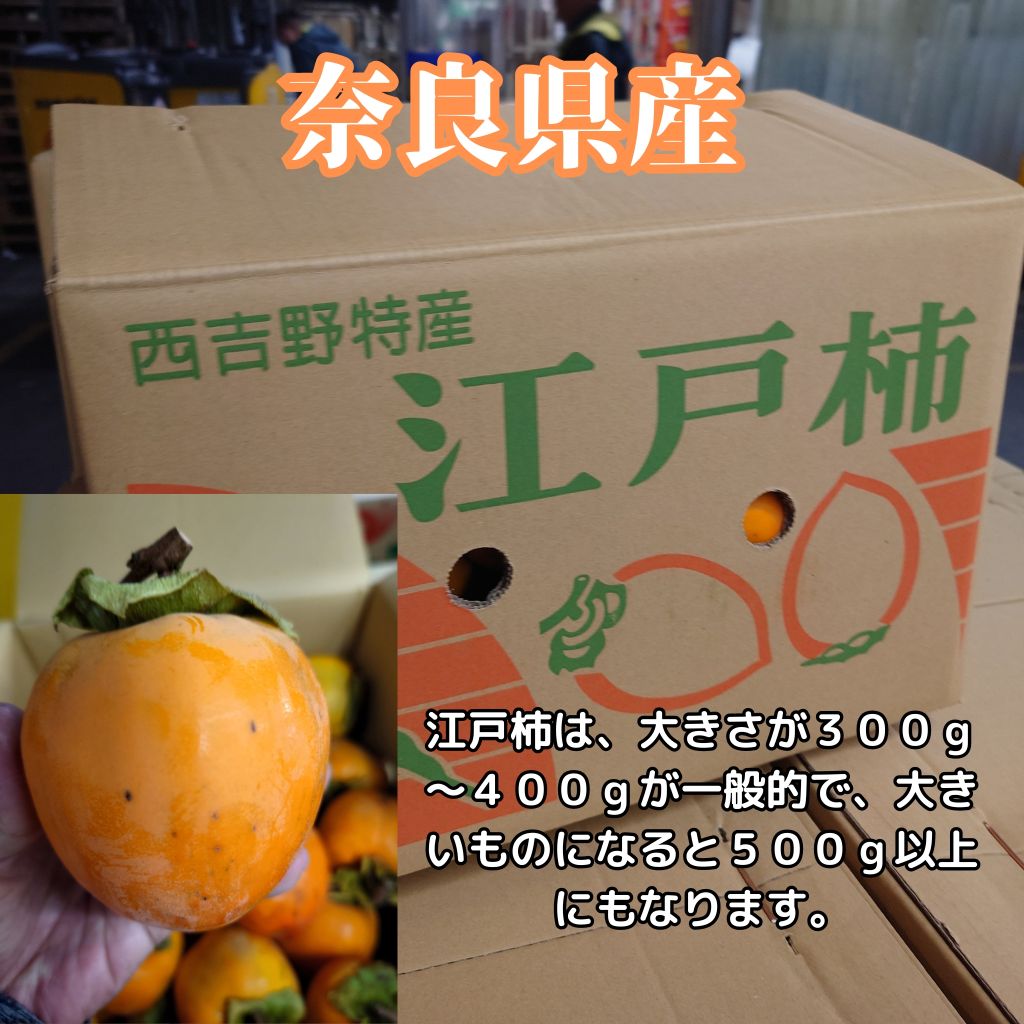 澀柿（掛柿用江戶）（10kg） 