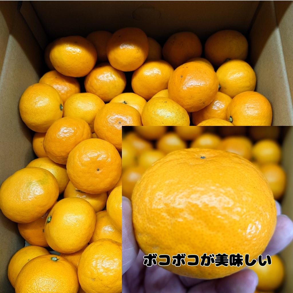Arita mandarin orange