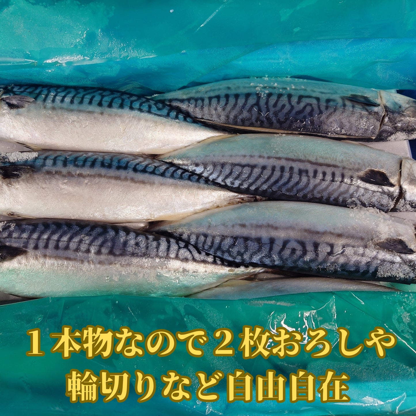 鹹鯖魚（挪威產）（8公斤） 