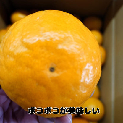 有田柑橘（湯及瀨 5kg）各 S、M 尺寸