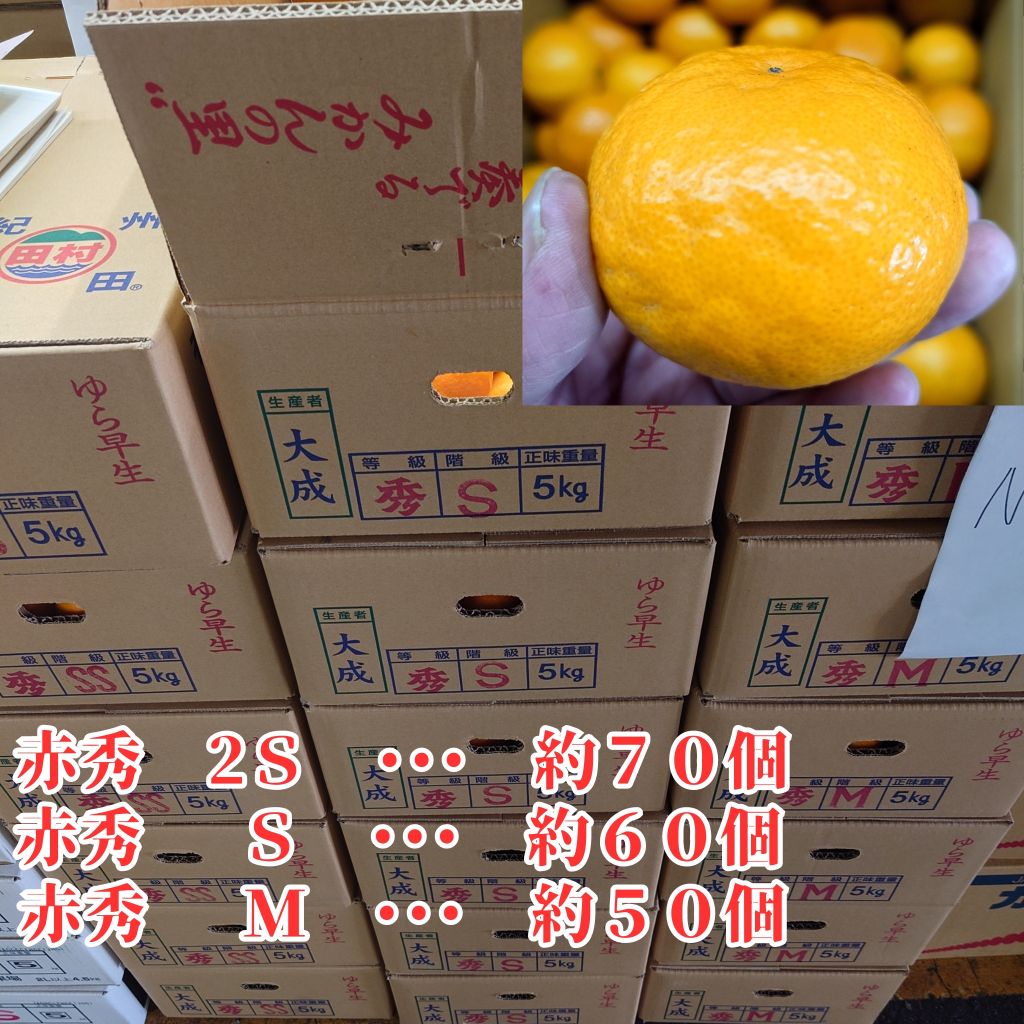 田村蜜柑（湯及瀨 5kg） 各 2S、S、M 尺寸
