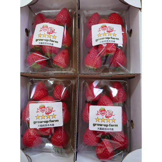 よつぼし（イチゴ）｜4パック入り