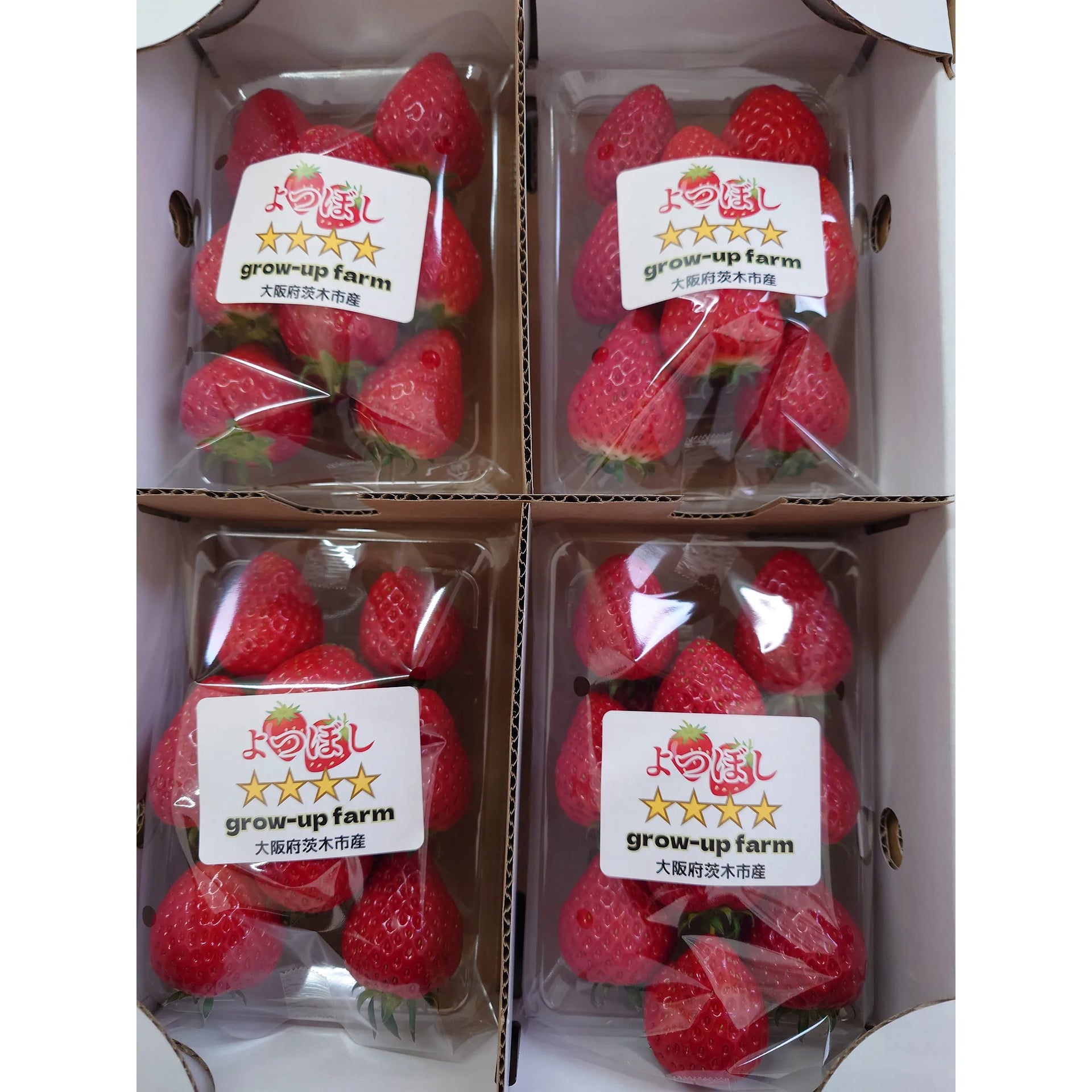 よつぼし（イチゴ）｜4パック入り – Grow-up Farm