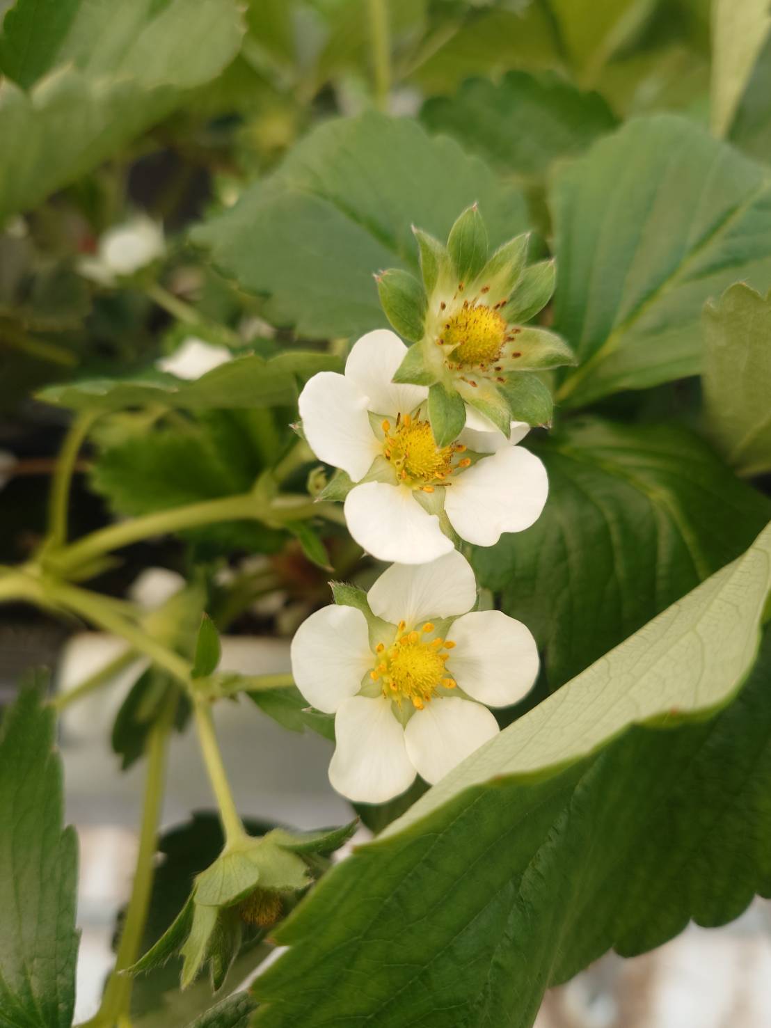 白い5弁の花を咲かせたいちごの株、結実初期の小さな実も写ったクローズアップ写真
